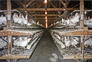 Chickens to China: Factory Farms are deadly